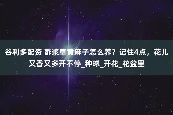 谷利多配资 酢浆草黄麻子怎么养？记住4点，花儿又香又多开不停_种球_开花_花盆里